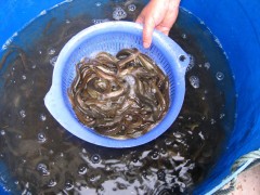 泥鳅种苗低价供应养殖技术免费培训
