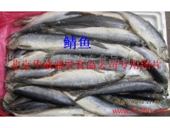 供应华威盛世26公斤/件鲭鱼 冷冻鲭鱼 挪威鲭鱼
