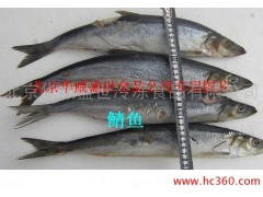 供应华威盛世26公斤/件鲭鱼 挪威冷冻鲭鱼 鲭鱼价格最低