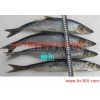 供应华威盛世26公斤/件鲭鱼 挪威冷冻鲭鱼 鲭鱼价格最低
