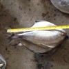 鲳鱼-印尼原产地海产