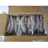 非洲野生海虎虾