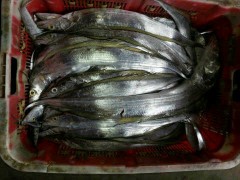 牙带鱼-印尼原产地海产