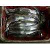 牙带鱼-印尼原产地海产