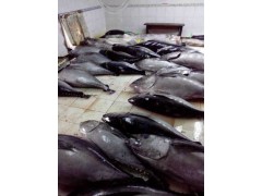金枪鱼-印尼原产地海产