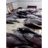 金枪鱼-印尼原产地海产