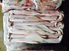 鱿鱼-印尼原产地海产