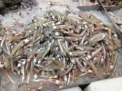 鱼米-印尼原产地海产