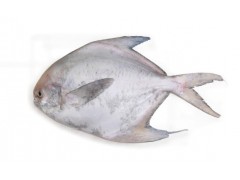 东海野生新鲜白鲳鱼