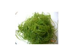海藻发酵DHA藻粉长期供应