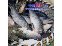 【低价批发数量取胜】商品大青鱼1-25斤青鱼青鱼苗种