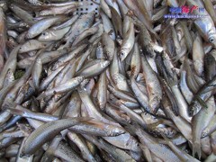 长期大量供应黑龙江麦穗鱼鲜货