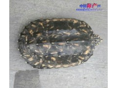 出售养定一年斑点池龟