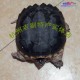 出售鳄鱼龟鳄龟、巴西龟、草龟