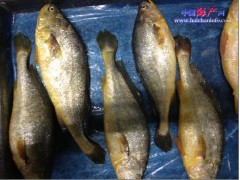 提供养殖黄花鱼1-1.5