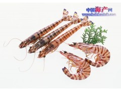 供应东海野生竹节虾