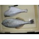 供应印度马面鱼