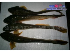 供应矛尾虾虎鱼(沙光鱼.小龙鱼)