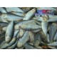 长期大量供应海鲫鱼
