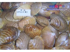 供应朝鲜原料海鲜贝类黄贝