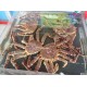 活海鲜--帝王蟹