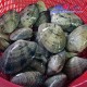 长期供应湛江深水花甲螺
