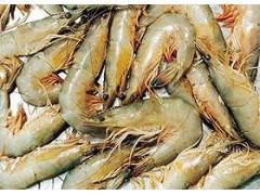 中国东方对虾（养殖）