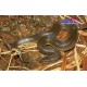 供应野生水蛇`泥蛇