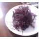 南极紫晶藻