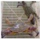 渤海鱼、虾蟹