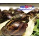 供应白玉蜗牛，蜗牛种