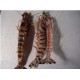 冷冻斑节虾