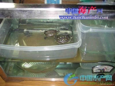 乌龟的生长发育与水温调节