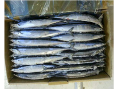 批发冷冻秋刀鱼 120-150克一吨7800元 欢迎选购