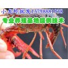 五峰县/长阳县/小龙虾价格/小龙虾养殖技术