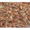 哪里有龙虾苗批发 养殖小龙虾技术一亩地可以投放多少斤苗