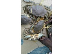 供应非洲鲜活青蟹及虾类海鲜产品