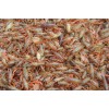 龙虾苗供应龙虾苗价格一亩地需要投放多少斤龙虾苗