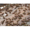 龙虾苗养殖技术稻田可以养殖龙虾苗吗