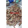 斑节虎虾 (印尼)