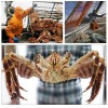 常年大量供应俄罗斯帝王蟹、板蟹、红毛蟹、扇贝、海螺