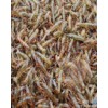 淡水龙虾基地常年供小龙虾种龙虾苗包技术包回收全程专业指导