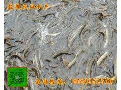 旺苍台湾泥鳅商品鳅批发专业首选成鳅养殖技术要点泥鳅批发商