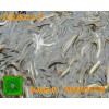 旺苍台湾泥鳅商品鳅批发专业首选成鳅养殖技术要点泥鳅批发商
