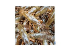 龙虾苗养殖技术稻田池塘怎样养殖龙虾长的快