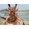 厂家出售小龙虾虾苗种虾包回收包成活免费提供养殖技术