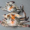 鱼鲜通 18年8月份舟山渔场第一批梭子蟹预定中 统货批发海鲜
