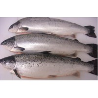 批发鲜活海鲜 冷冻三文鱼 三文鱼价格  原产地:挪威