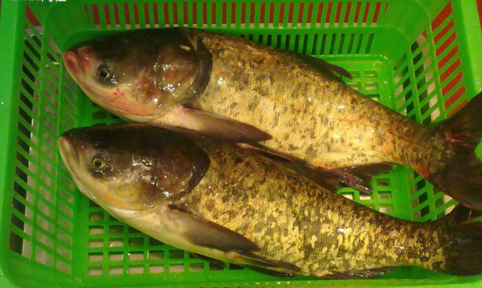 鲢鱼 新鲜鱼类 生态水产养殖 厂家直销