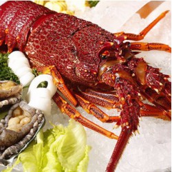 供应 进口海鲜 冷冻大龙虾 进口冷冻海产虾类 进口海鲜 澳洲龙虾